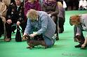 Crufts2011_2 1281